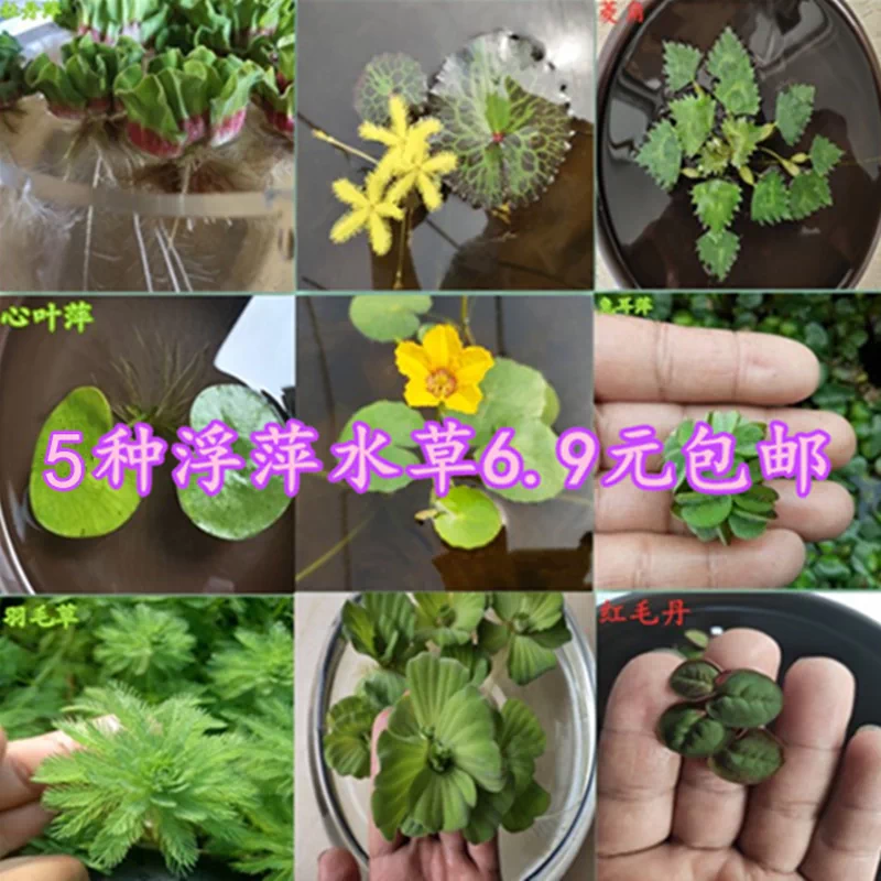 浮萍水草水葫芦水芙蓉一叶莲水培水生植物花卉龟