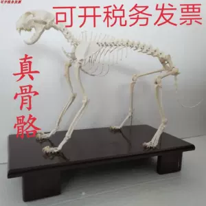 猫骨骼标本- Top 50件猫骨骼标本- 2024年5月更新- Taobao