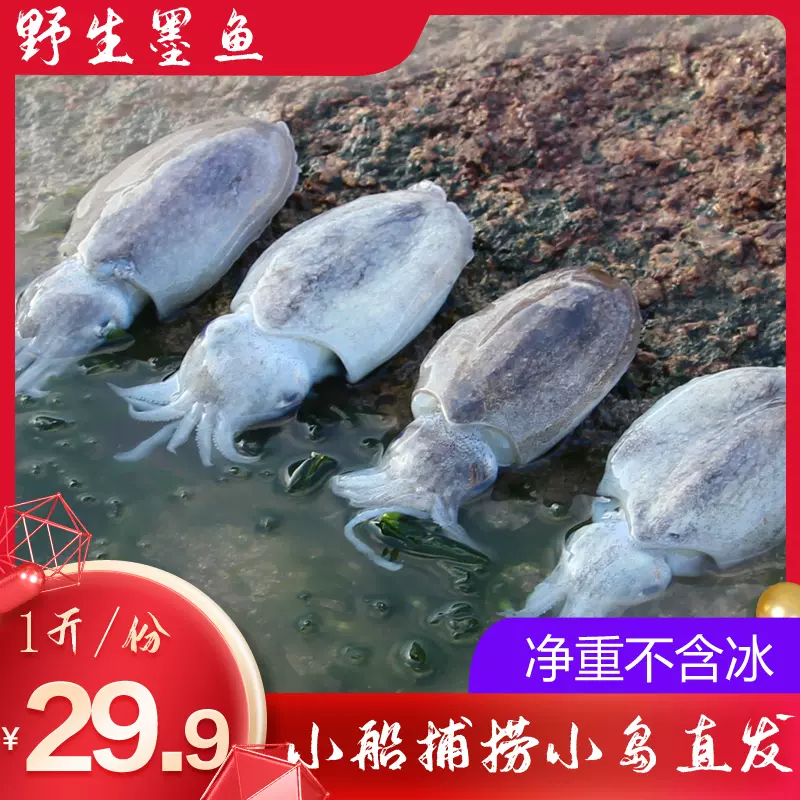 舟山本地新鲜墨鱼东海鲜针乌贼墨斗鱼花枝目鱼海兔子乌贼