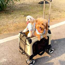 Pet Trolley Box for Dogs, Large Capacity Luggage for Two Dogs, Cat Carrier, Maine Coon, Maltese, Travel Bag, Car Travel Essential