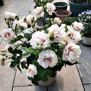 
2011 British Bull's Eye Bull Fashionable and Chic Babylon Your Eye Bull's Eye Multi-Flower Cold-resistant Hot Flower