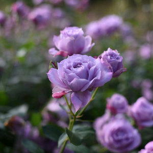 
2010 Germany NovalisPoseidon Novalis lilac abundant flower garden blooms in four seasons every month