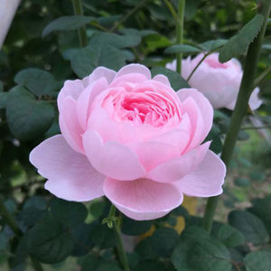 
2004 Queen of Sweden Light Pink Purple Lotus-shaped Multi-Seasonal Flower Bun Rose