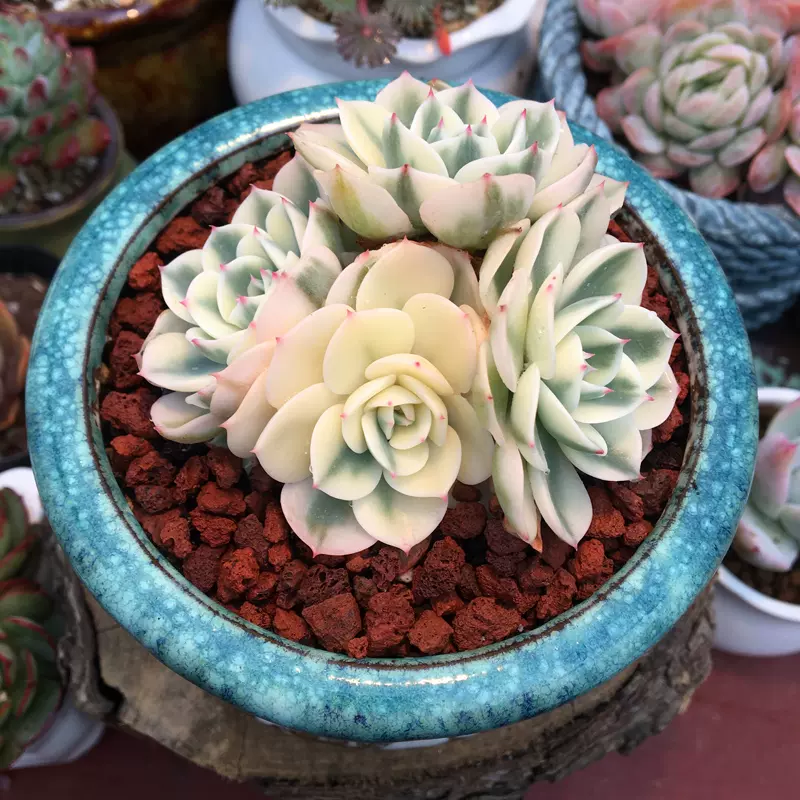 時間指定不可】 ミニマx x Echeveria 'Champagne' econet.bi