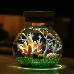 Happy seaweed ball marimo office plant hydroponic micro-landscape ecological bottle decoration desktop pet seaweed ball