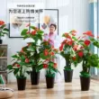 hoa lụa trang trí phòng khách Cây nhân tạo anthurium hoa nhân tạo phòng khách chậu cây cây nhân tạo đứng trên sàn cây xanh cây cảnh nhựa trang trí hoa nhân tạo lớn hoa giả de bàn làm việc cành lựu trang trí Cây hoa trang trí