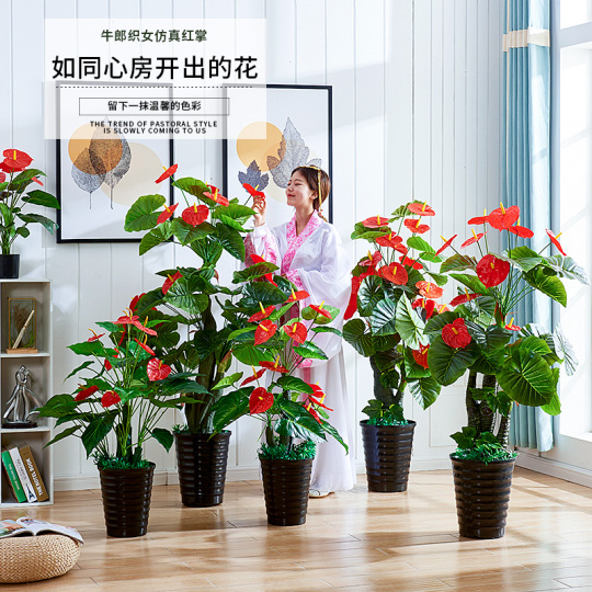 umbrella tree indoor plant Umbrella Plant | Schefflera