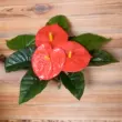 hoa giả cắm lục bình Hoa Giả 50 Cm Nơi Bàn Anthurium Nhân Tạo Vật Có Hoa Cây Cảnh Bộ Nhỏ Hoa Trang Trí Nội Thất Phòng Khách cây cảnh giả trang trí phòng khách hoa lan giả hạc Cây hoa trang trí