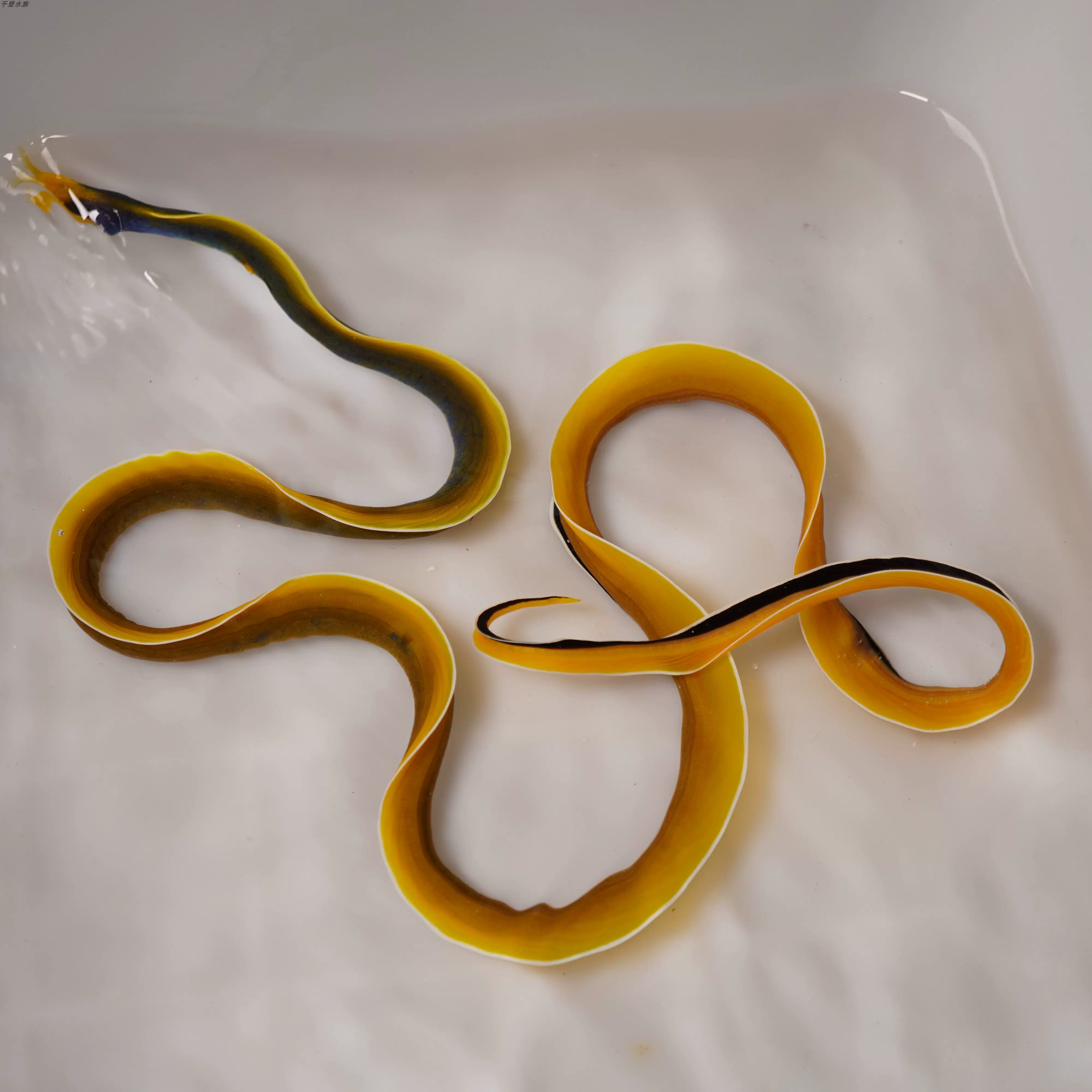 海水鱼 深海花园鳗 .五彩鳗海水鱼缸热带鱼宠物活体观赏鱼