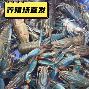 crayfish blue Latest Authentic Product Praise Recommendation