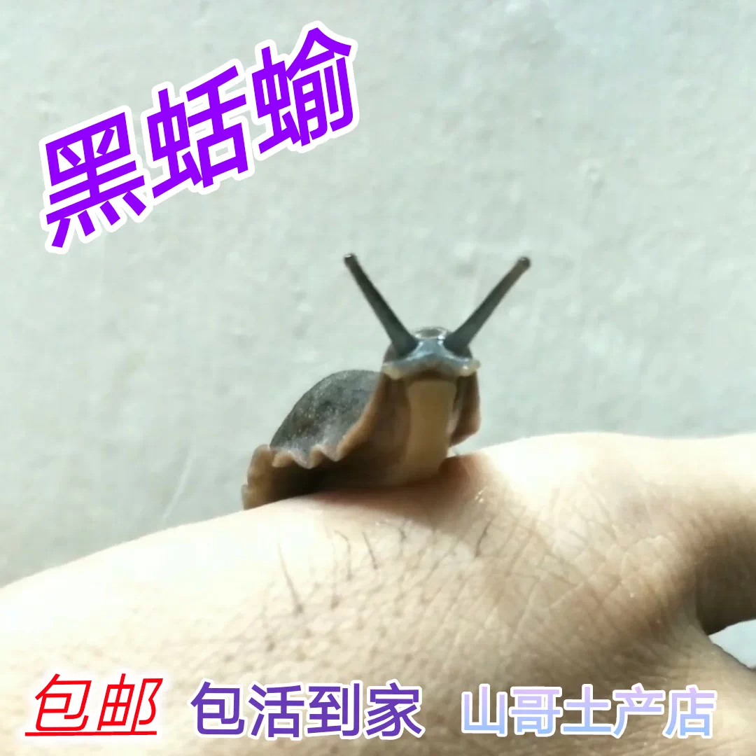 冷血小動物觀賞迷你寵物無殼小寵萌蝸牛蛞蝓入藥黑鼻涕蟲