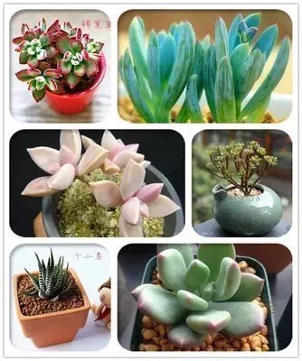 多肉植物黄丽白牡丹初恋观音莲光棍树热销桃蛋塔松陇