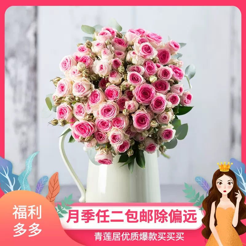 M04迷你伊甸园青莲居月季蔷薇玫瑰花苗迷你阳台灌木欧月花卉