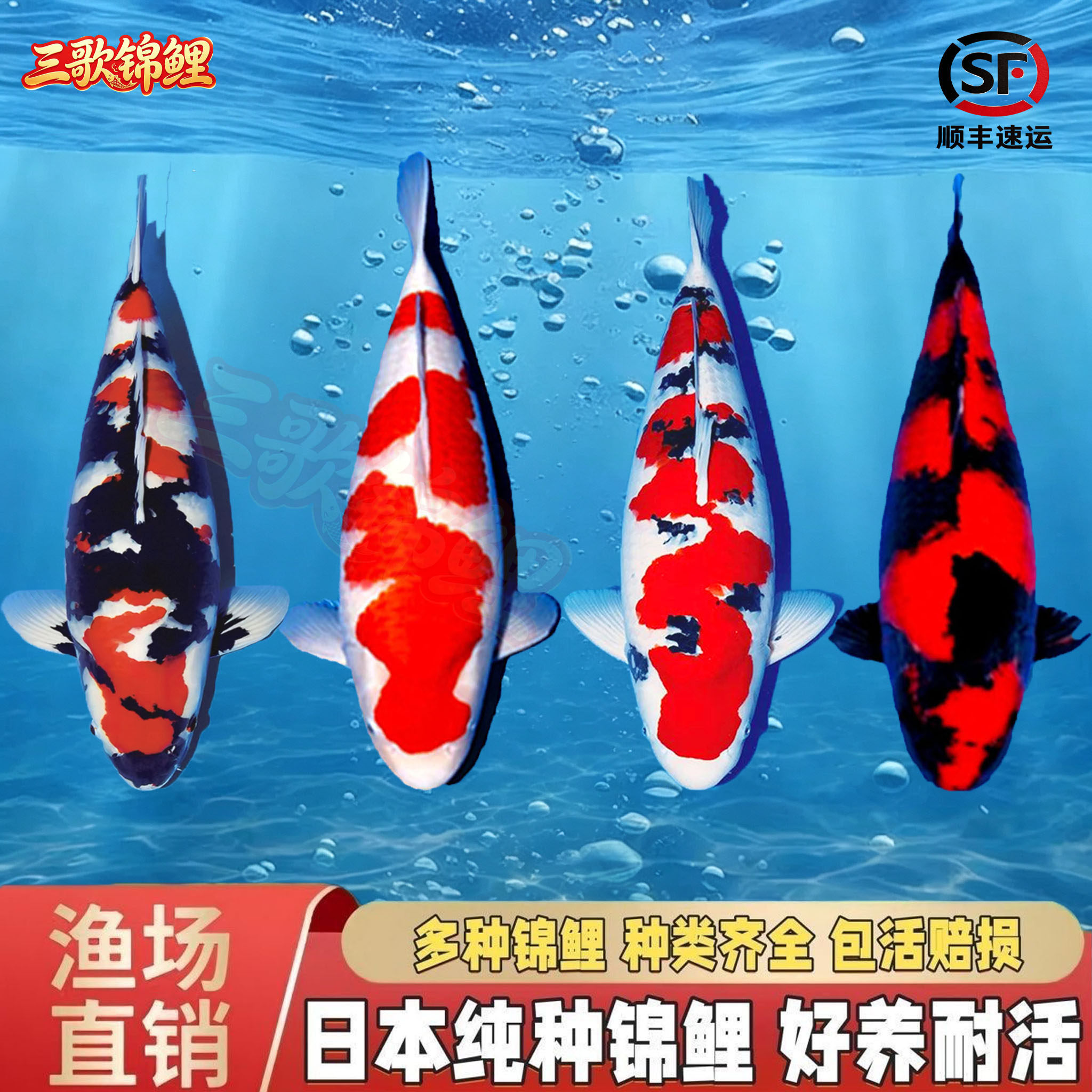 锦鲤入池，波光生辉-淘宝逛一逛