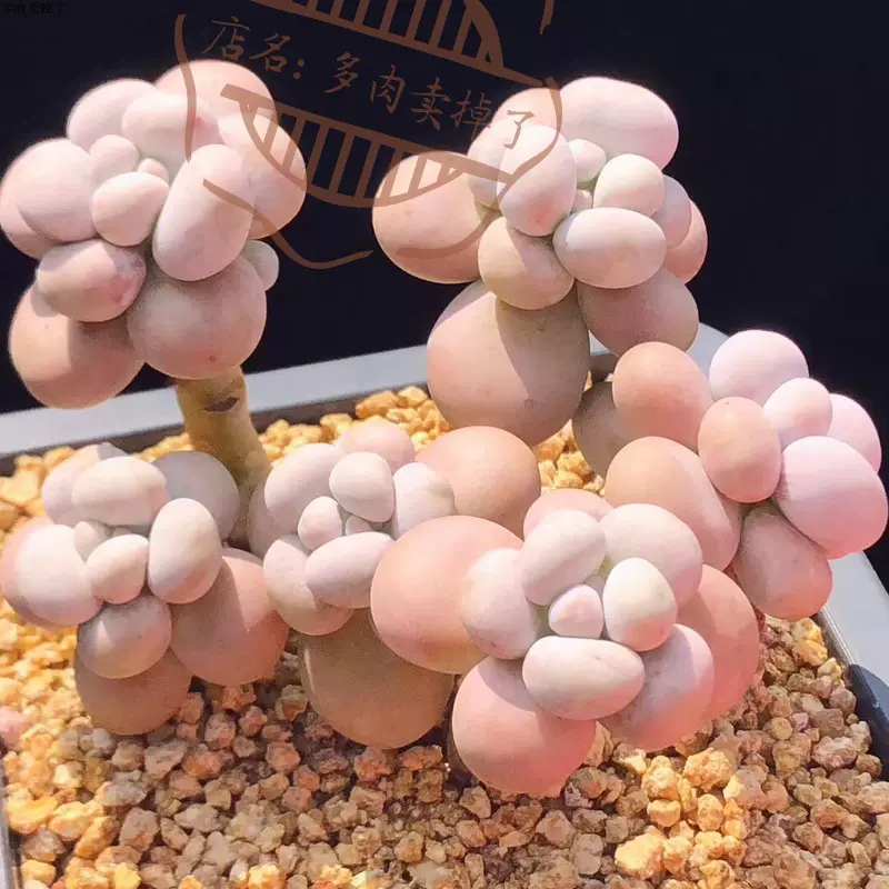 韩国奶酪水光针原始奶酪烟美人老桩多肉稀有多肉贵货多肉蛋黄奶酪