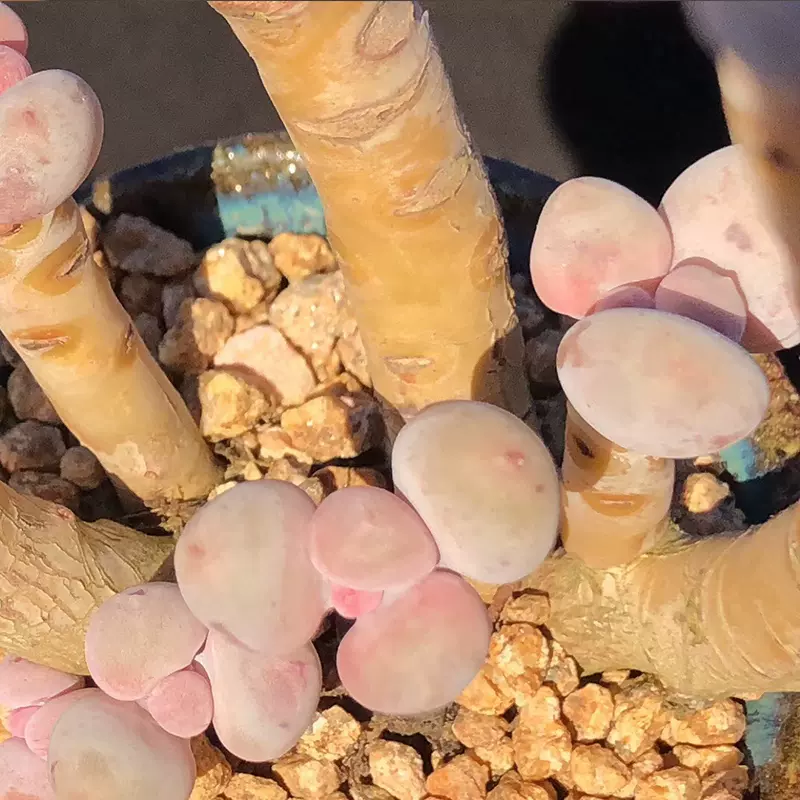 水光针原始奶酪烟美人蛋黄奶酪纯奶酪老桩多肉稀有多肉贵货多肉