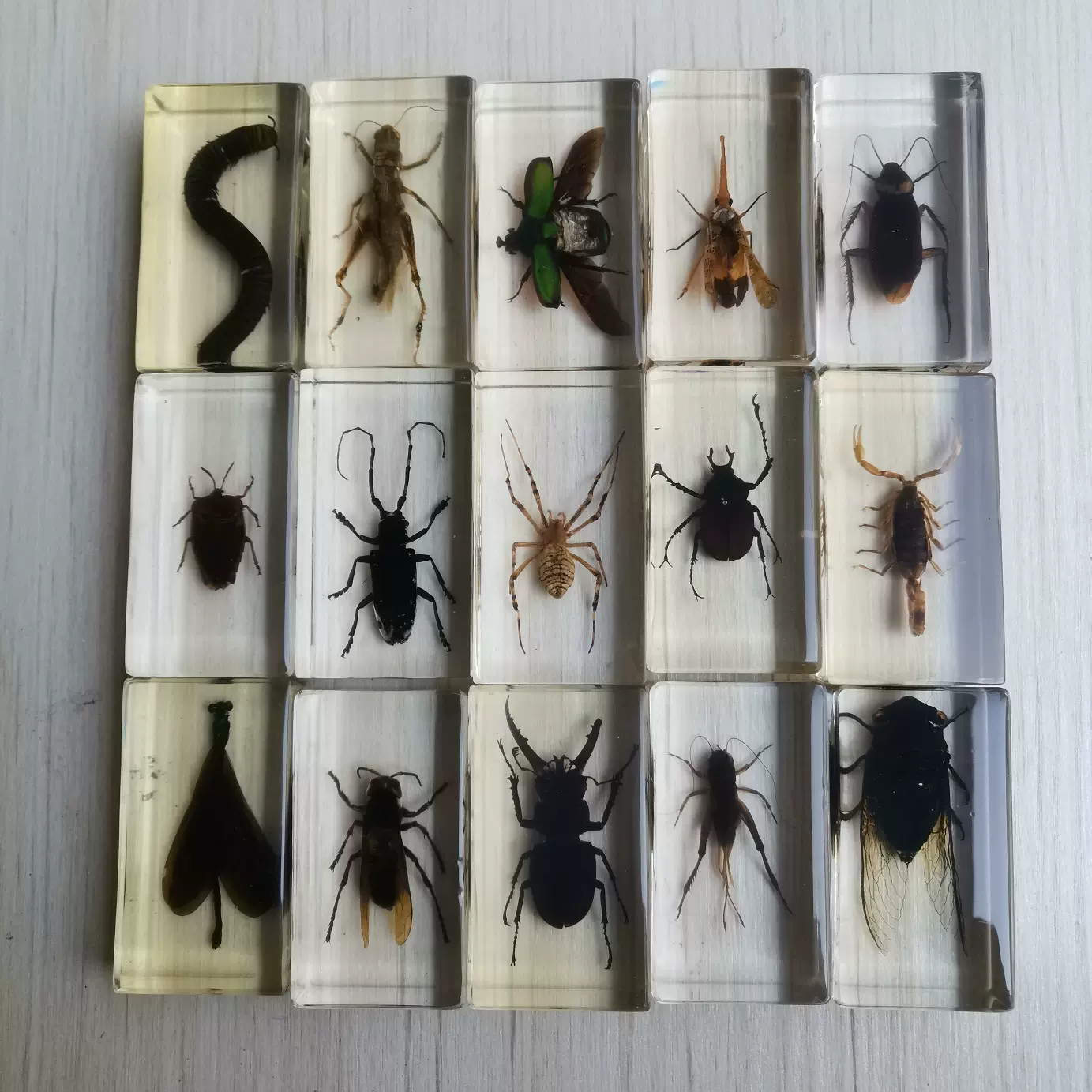 標本甲虫昆虫-