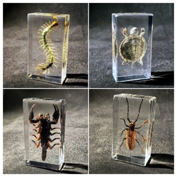 Real insect amber specimen kindergarten children's toy