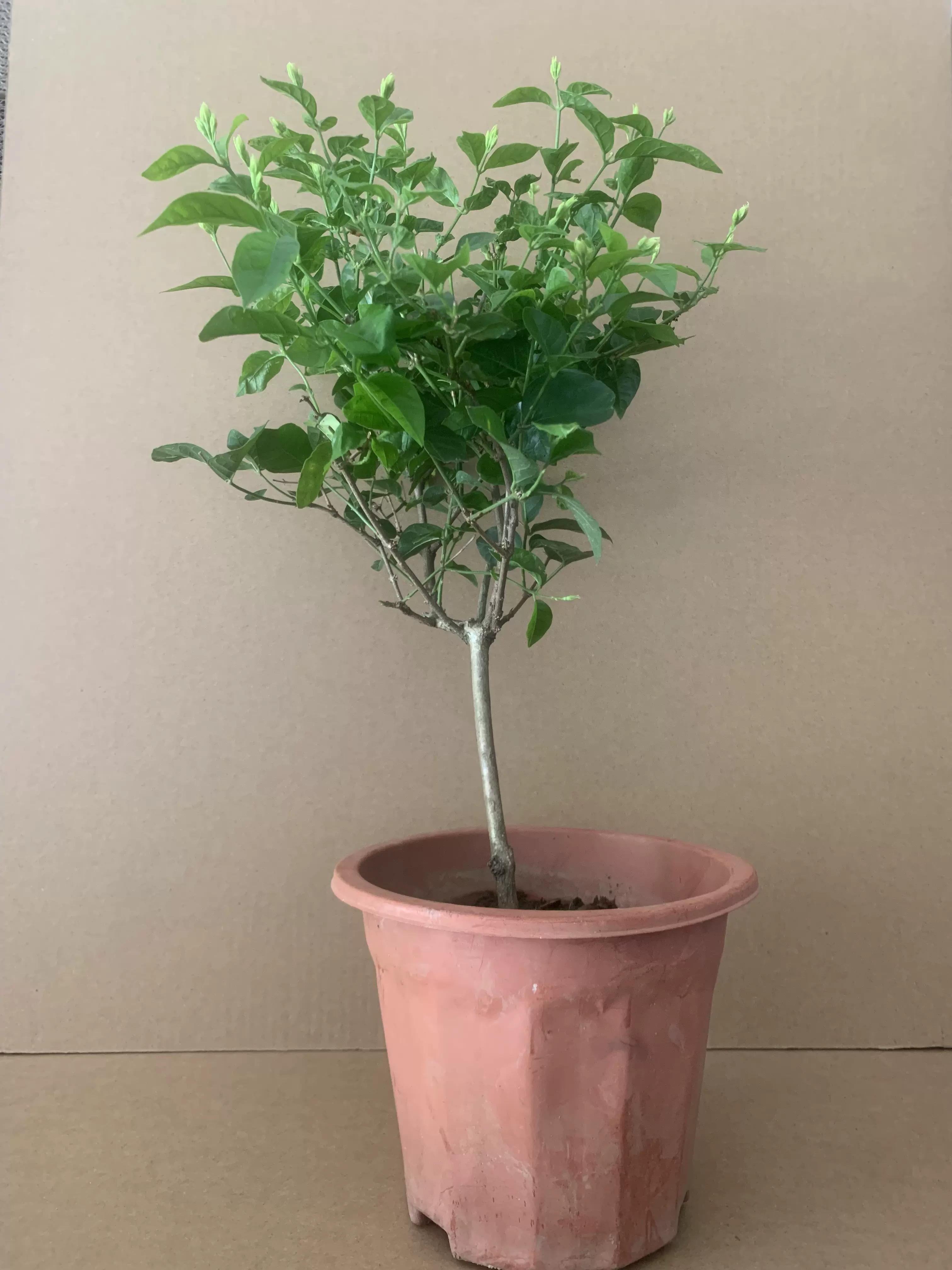 笔尖茉莉花苗独干笔尖茉莉盆栽超香茉莉花苗庭院阳台浓香带花