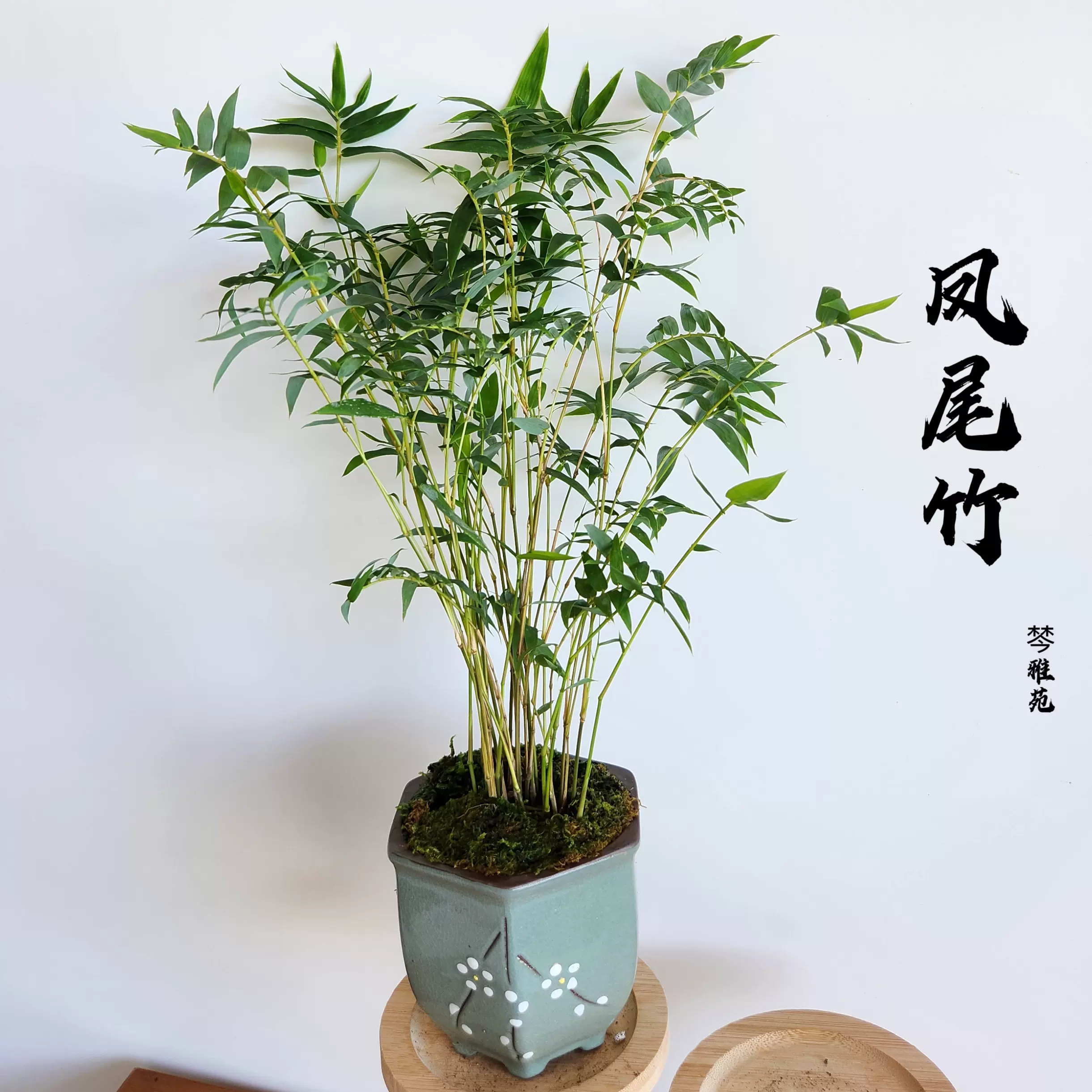 米竹小玉山竹韩国黑竹耐阴植物小型竹子室内观赏竹苔藓球盆栽-Taobao