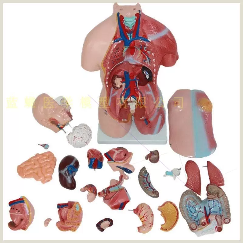 高脏器人体器官模型用3d模特拼图科普构造腹腔可手骨