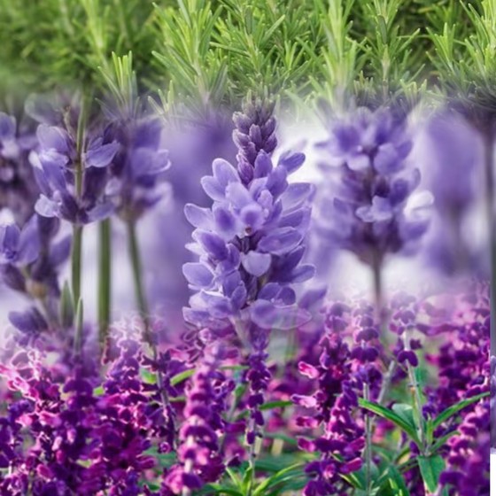 
[Remove Acne, Anti-Inflammation, Improve Acne Closure] Combination Model Lavender + Clary Sage + Compound Hydrosol