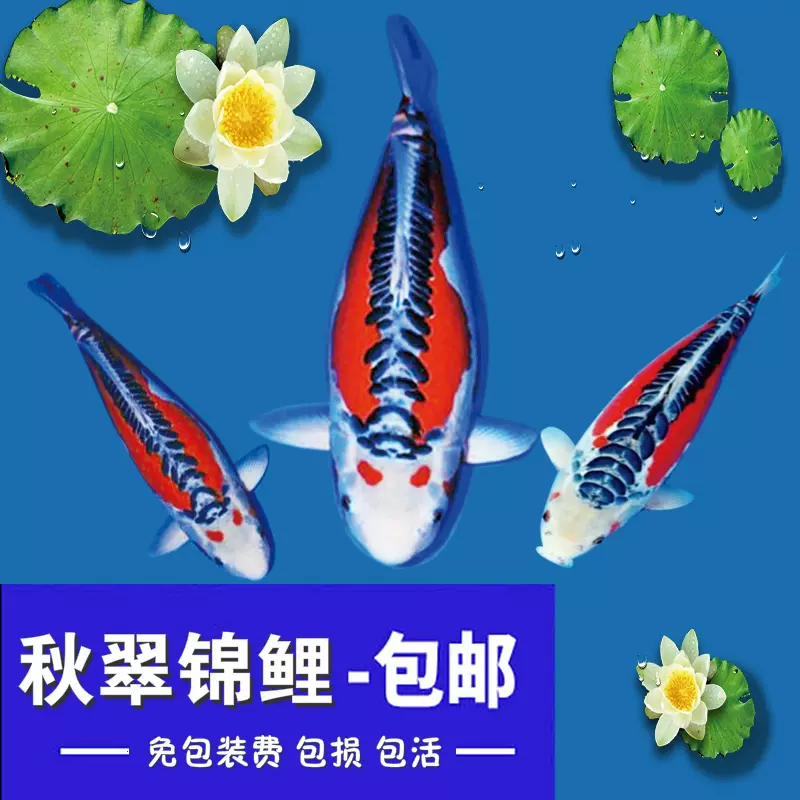特价纯种德系锦鲤观赏鱼鱼苗活体秋翠锦鲤鱼苗红
