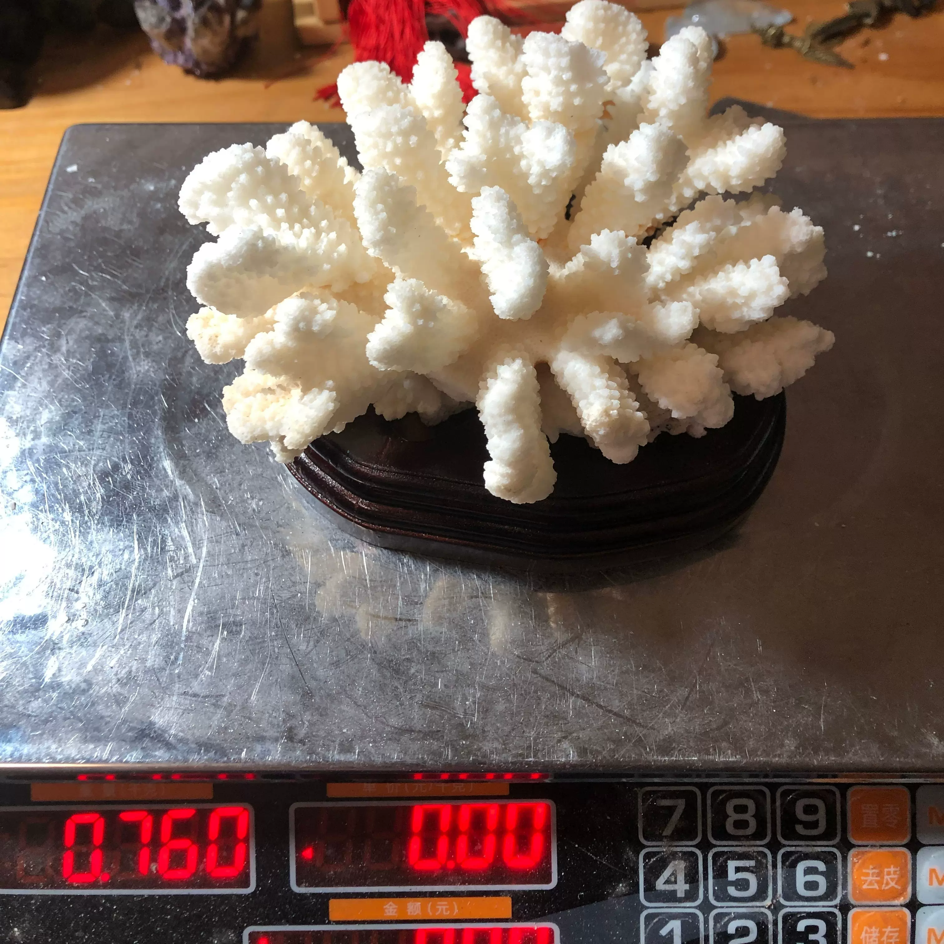 白珊瑚 天然物 置物 約21cm 白珊瑚 天然物