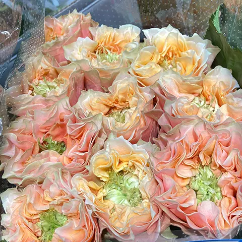 鈴蘭家 酒窩日本玫瑰新品花苗大花盆栽切花灌木多季節開花 鈴蘭家 酒窩日本玫瑰新品花苗大花盆栽切花灌木多季節開花