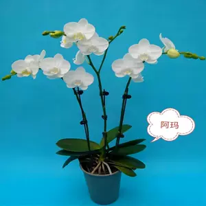 纯白色蝴蝶兰- Top 50件纯白色蝴蝶兰- 2024年6月更新- Taobao