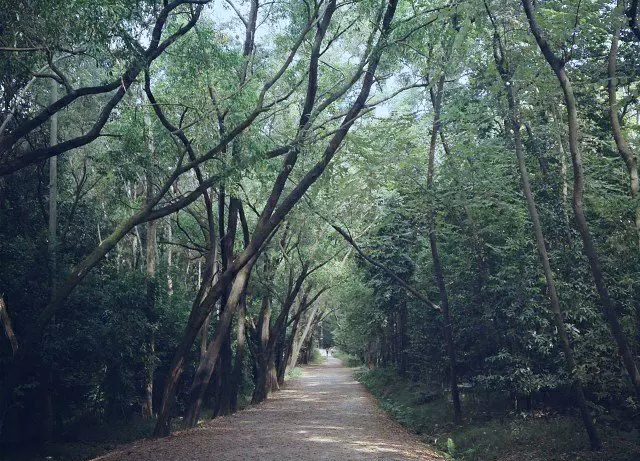 华南农业大学树木园图片