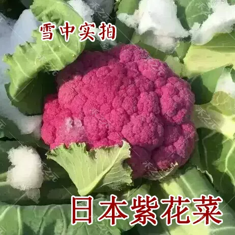 日本武藏野紫花菜种子花椰菜四季菜花水果花菜进口秋春季籽蔬菜
