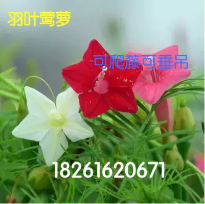 茑萝花种子羽叶茑萝五角星花种四季易活种庭院爬
