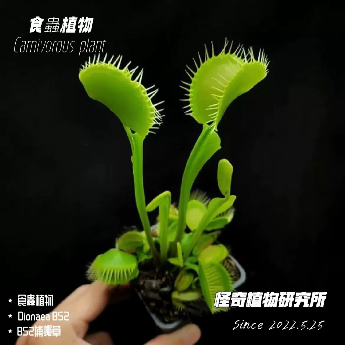 食虫植物 Dionaea muscipula werewolf×B52 刺有 実生ハエトリソウ