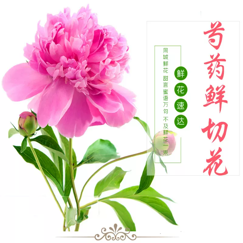 芍药鲜花重瓣芍药花束芍药鲜切花牡丹家庭插花