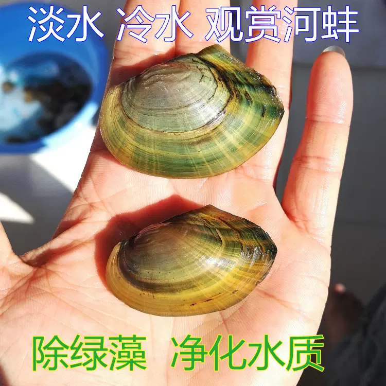 河蚌活體淡水河貝過濾藻類水族觀賞河蚌魚缸淨化水質鰟