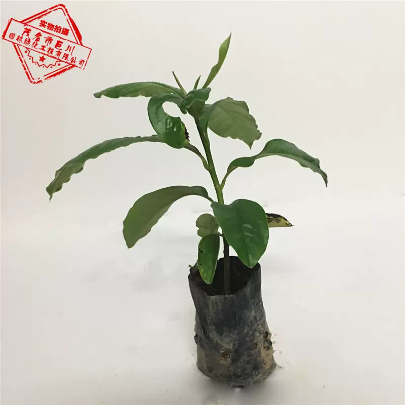 灰木蓮樹苗落葉木蓮樹殺菌淨化空氣植物庭院綠化盆栽