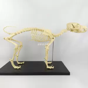 犬骨骼模型- Top 100件犬骨骼模型- 2024年4月更新- Taobao