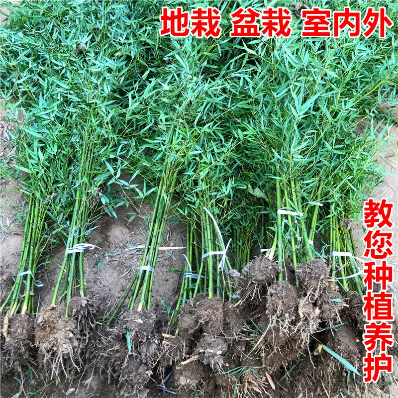 四季竹子苗庭院地栽风水竹绿化植物室内盆栽耐寒黄金紫罗汉