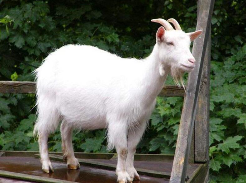 热门滋补美食,驱寒补气吃羊肉(图2) 热门滋补美食,驱寒补气吃羊肉(图2)