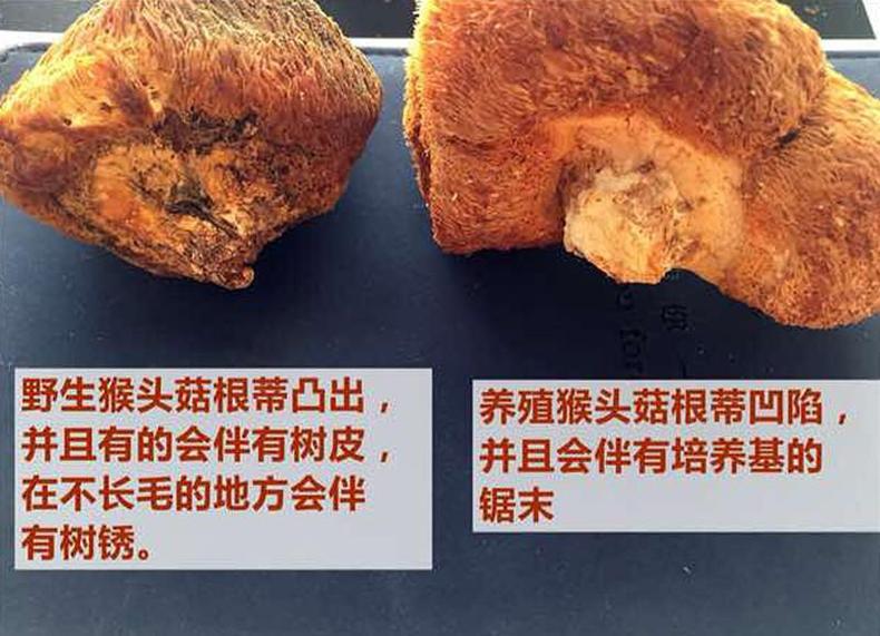 猴头菇挑得好，名品滋补又养胃！(图12)