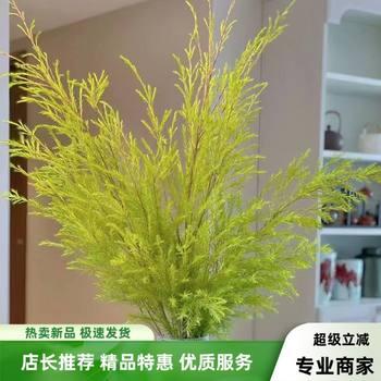 
Golden Melaleuca Golden Flowers Hydroponic Plants Home Flower Arrangement
