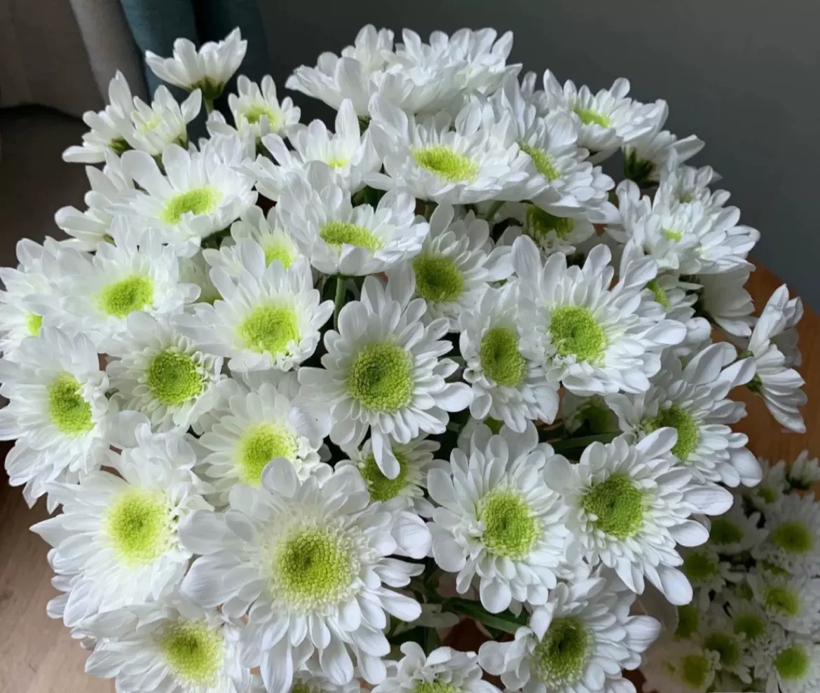 云南基地直发鲜切花科隆香水多头小雏菊10支同城搭配家用送人插花