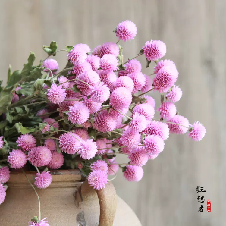 狂想者千日紅森系自然乾燥花束千日紅粉白室內家居飾品插花材