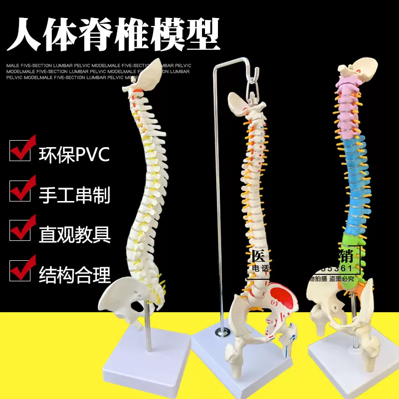 人體脊柱模型1:1成人醫學正骨練習骨骼模型頸椎腰椎脊椎骨架模型-Taobao