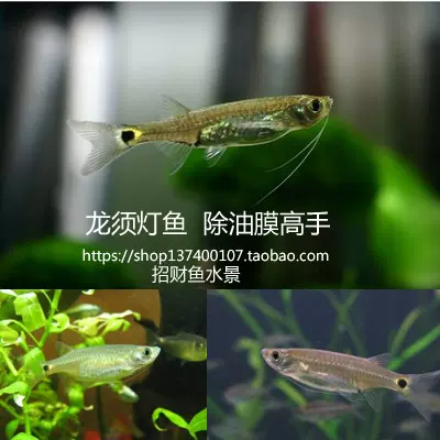 龙须灯鱼灯科鱼吃除油膜懒人鱼缸工具鱼热带鱼