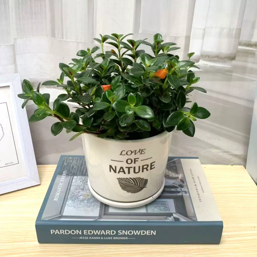 金鱼花盆栽吊兰带花苞室内桌面庭院绿色四季开冬易养植物