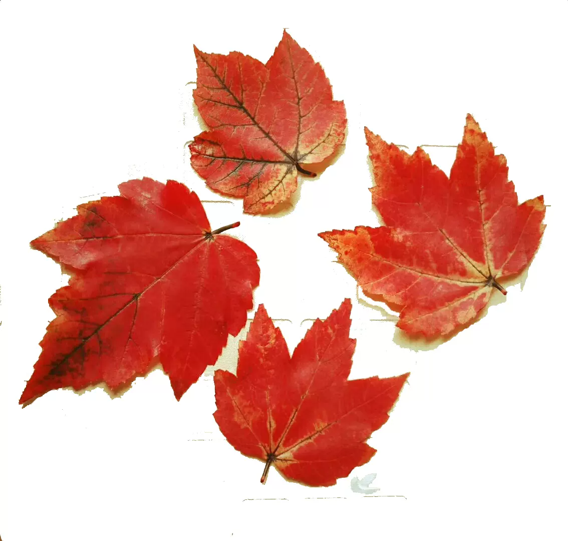 重庆红枫重庆红叶枫叶标本纯天然树叶