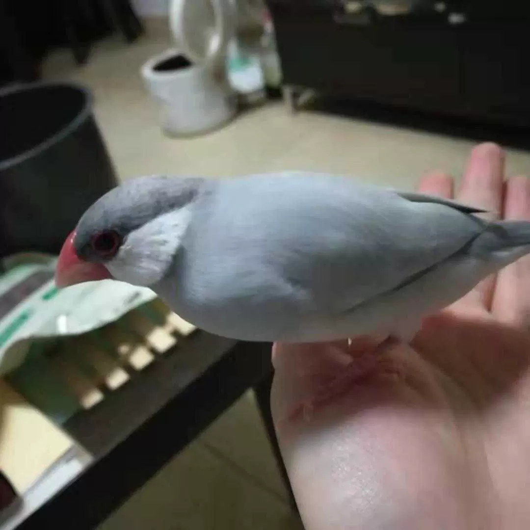 手養獨立銀文鳥 駝文鳥 白文鳥 灰文鳥