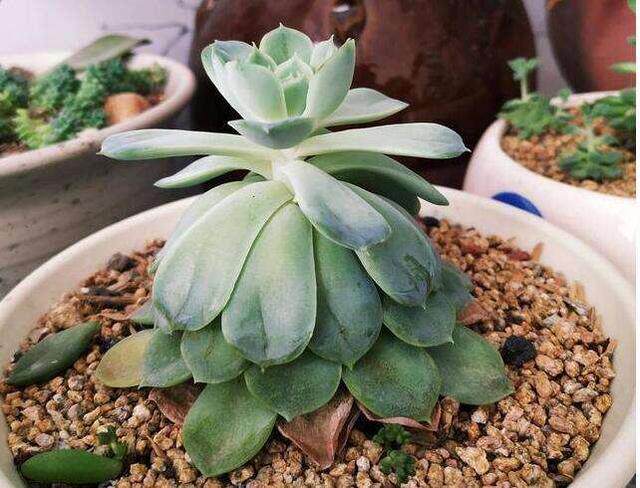 多肉徒长变丑 办法不止砍头撸叶那么简单 美优享 美丽优品分享好站 优品情报站